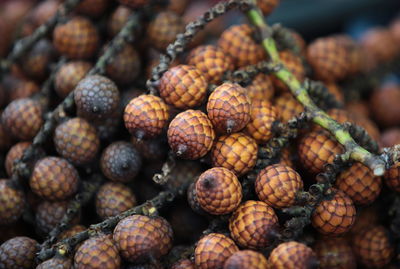 High angle view of snake fruits