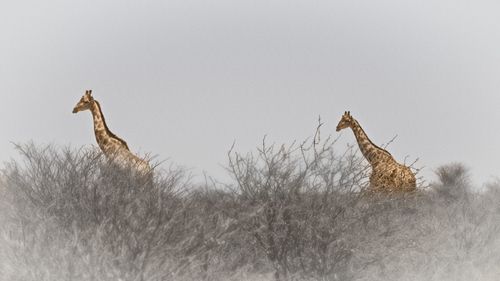 View of birds on field against sky