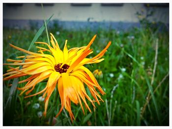 Close-up of yellow flower blooming in field