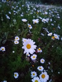 High angle view of daisies blooming on field