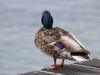 Close-up of bird perching on retaining wall