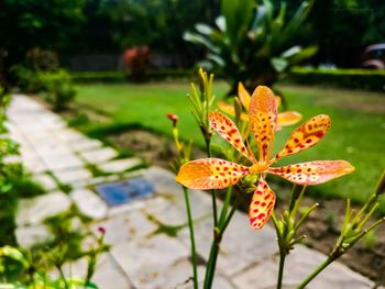 Close-up of flowers blooming outdoors