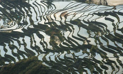 Full frame shot of tree trunks in water