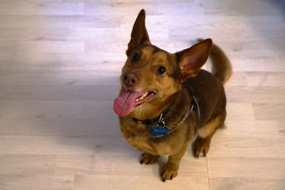 High angle view of a dog looking away