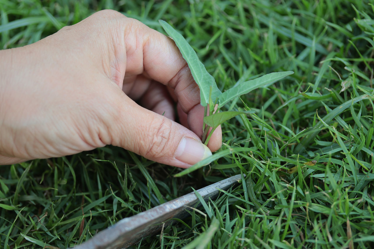 grass, hand, lawn, soil, plant, green, one person, nature, growth, leaf, land, close-up, field, finger, day, outdoors, adult, lifestyles