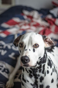 Close-up portrait of dog