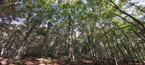 Low angle view of bamboo trees in forest