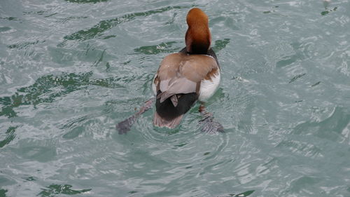 High angle view of duck swimming in sea