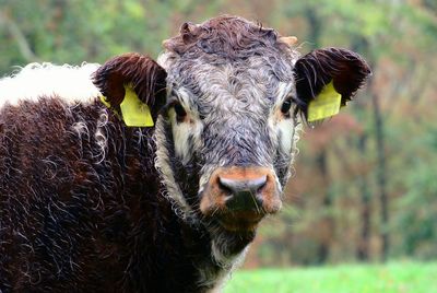 Close-up of cow on field