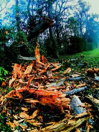 Tree trunk in forest
