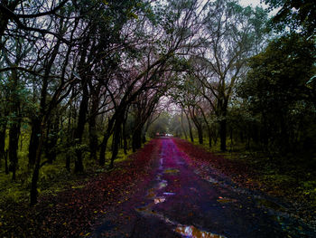 Road amidst trees in forest