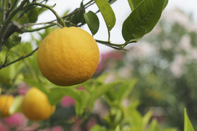 Close-up of fruit growing on tree