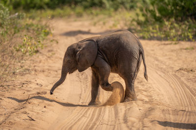 Elephant drinking water