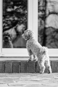 Close-up of dog outdoors