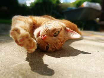 Close-up portrait of ginger cat relaxing on footpath