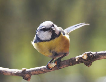 Close-up of bird perching on wall