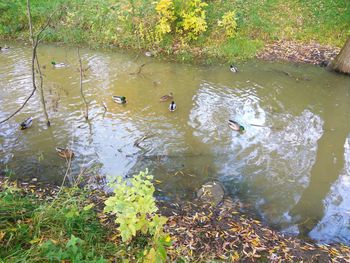 High angle view of ducks swimming on lake