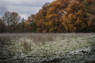View of trees in forest