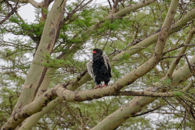 Low angle view of bird perching on a tree