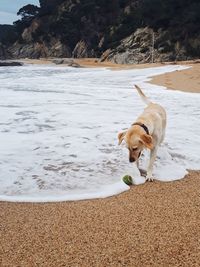 Dog resting on a beach