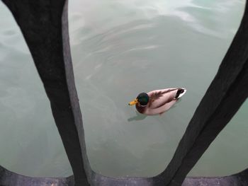 Close-up of duck swimming in lake