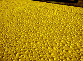 Full frame shot of yellow flowering plants