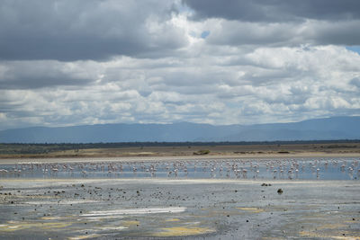 A flurry of flamingos at lake magadi, rift valley, kenya