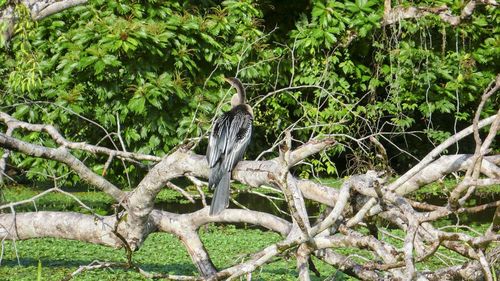 View of bird perching on tree