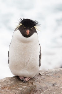 Close up of penguin on rock