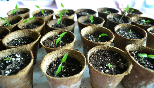High angle view of seedlings on table