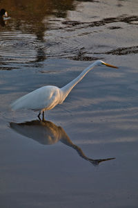 Bird in a lake