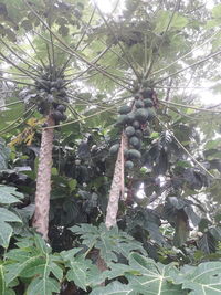 Low angle view of fruits on tree