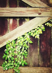 Close-up of wooden plant