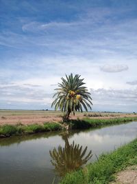 Date palm tree by canal and landscape against sky