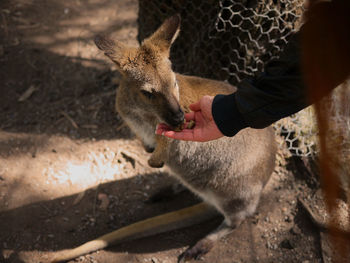 Cropped hand of person feeding food to kangaroo at zoo