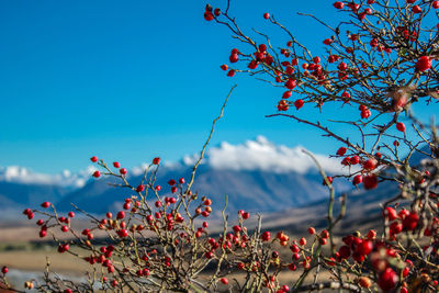 Low angle view of flowering tree against blue sky
