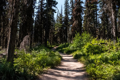 Footpath amidst trees in forest