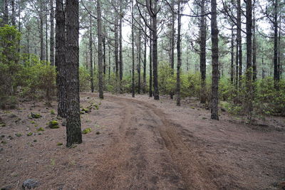 Trees growing in forest