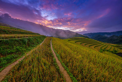 Scenic view of agricultural field against sky