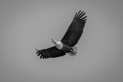 Mono african fish eagle calls in sky