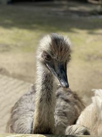 Close-up of a bird