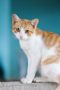 Portrait of cat looking away against wall