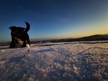 View of dog on snow covered landscape