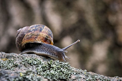 Close-up of snail on rock