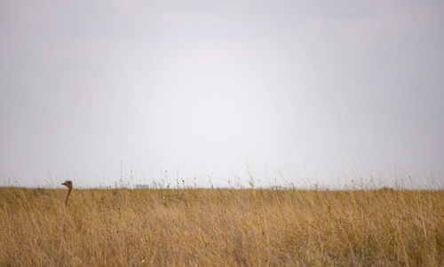 Scenic view of field against clear sky