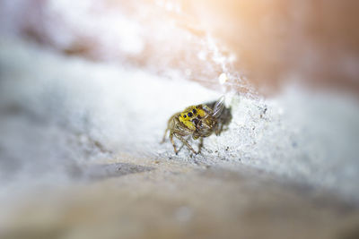 Small black, brown, and white jumping spider, salticidae, eating a house fly. macro photo