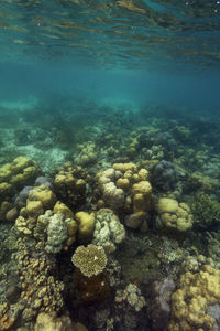 View of coral in sea