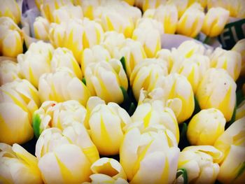 Full frame shot of yellow flowers