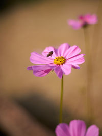 Close-up of pink cosmos flower