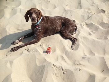 High angle view of dog on beach